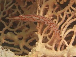 faucon à long nez